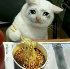 a white cat is eating noodles from a bowl