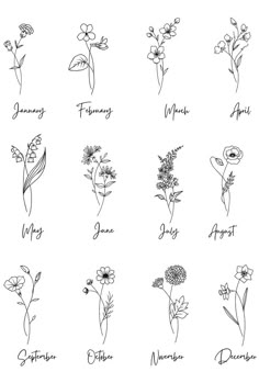 the twelve months of flowers drawn by hand in black ink on a white paper background