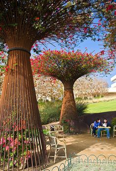 two people are sitting on benches under some trees with red flowers in the middle of them