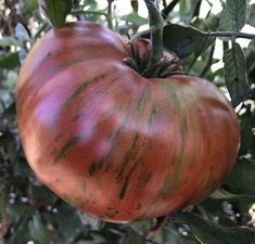 a large tomato hanging from a tree with green leaves and brown spots on it's surface