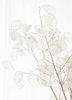 a white vase filled with flowers on top of a table