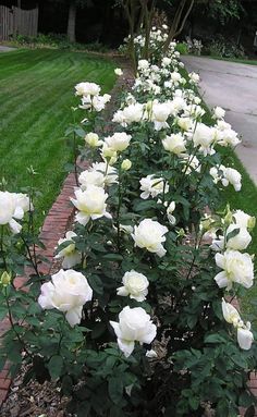 white roses are growing on the side of a brick path in front of a house