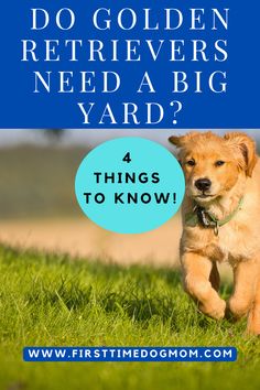 A young Golden Retriever running towards you on a field of grass. Golden Retriever Need To Know, Litter Of Golden Retriever Puppies, Golden Retriever Puppy Litter, Golden Retriever Breed, Golden Retriever Therapy Dog, Apartment Dogs, Golden Retriever Laying Down, Big Yard