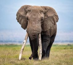 an elephant with tusks walking through the grass