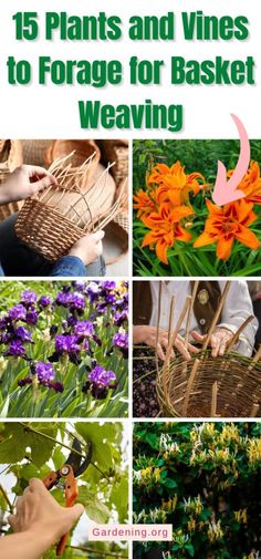 the cover of 15 plants and vines to force for basket weaving, including orange lilies