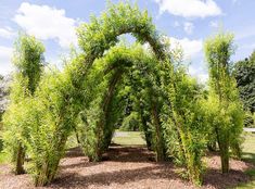 an arch made out of branches and leaves in the middle of a park with blue sky