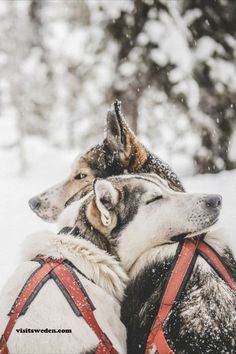 two dogs are sitting in the snow with their heads on each other's shoulders