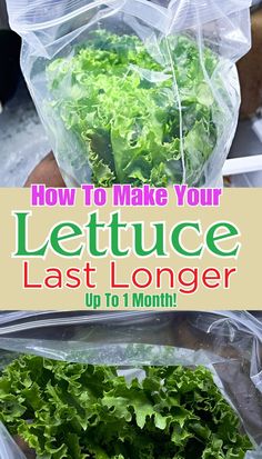 lettuce in plastic bags with the title how to make your lettuce last longer up to 1 month