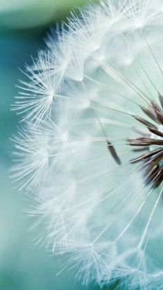 a dandelion with lots of seeds on it