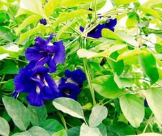 blue flowers with green leaves in the foreground and white sky in the back ground