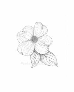 Small dogwood tattoo Dogwood Tattoo, Dogwood Flower Tattoos, Tattoo Tree, Tree Blossom, Dogwood Flower, Dogwood Blossoms, Trendy Tattoo, The Most Beautiful Pictures, Dogwood Flowers