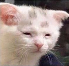 a close up of a cat with its eyes closed and looking at the camera lens