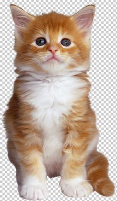 an orange and white kitten sitting down looking at the camera with its eyes wide open