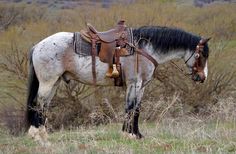 a brown and white horse standing on top of a grass covered field