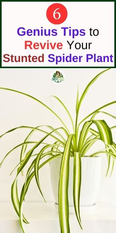 a spider plant with the title 6 genius tips to revive your stumped spider plant