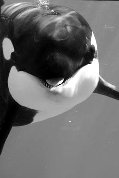 an orca swimming in the water with it's mouth open and tongue out