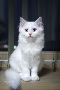 a white cat sitting on top of a wooden floor next to a window with blue eyes