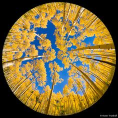 the view from below looking up at trees with yellow leaves