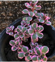 small pink and green plants in a black pot on the ground with dirt behind them