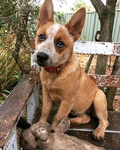 a small dog sitting on top of a wooden bench next to a baby lamb laying in front of it