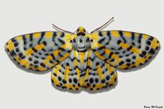 a yellow and black moth with spots on it's wings