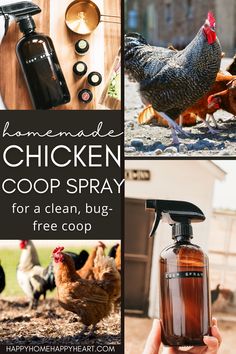 chicken coop spray for a clean, bug - free coop is featured in this post