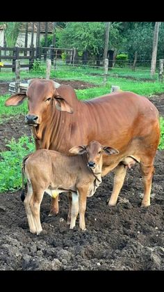 two brown cows standing next to each other on top of dirt and grass covered ground