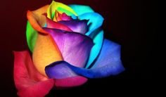 a multicolored rose on a black background