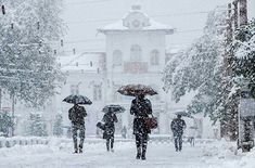 people walking in the snow with umbrellas