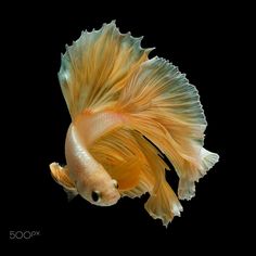 an orange and white siamese fish with long tail swimming in the dark water on a black background