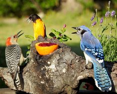 three colorful birds sitting on top of a tree stump next to some plants and fruit