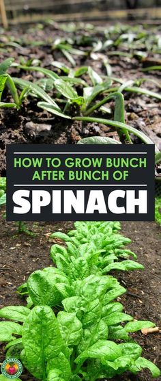 spinach plants growing in the ground next to a sign that says how to grow bunch after bunch of spinach