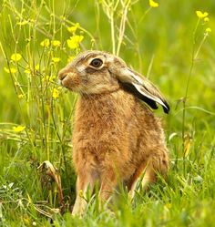 a brown rabbit sitting in the grass with yellow flowers around it's neck and ears