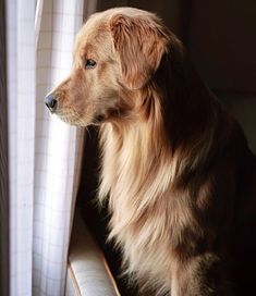 a brown dog sitting on top of a couch next to a window