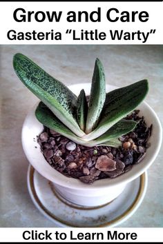 there is a small potted plant with leaves in it and the words grow and care gastera little mary