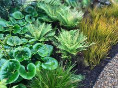 some very pretty green plants in a garden