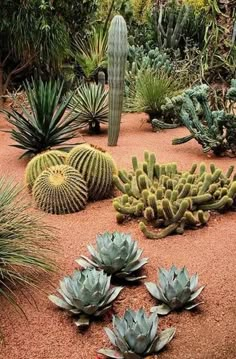 many different types of cactus plants in a garden