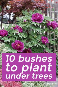 purple flowers with the words 10 bushes to plant under trees in front of them