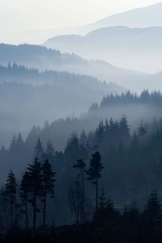 the mountains are covered in fog and trees