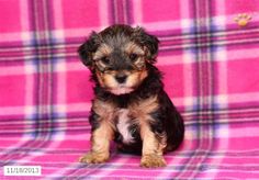 a small black and brown dog sitting on top of a pink blanket