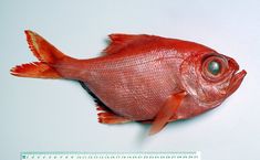 a close up of a red fish on a white surface with a ruler in the foreground