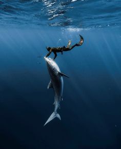 a large white shark swimming in the ocean next to a man on a surfboard