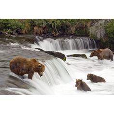 Grizzly Bears Fish At Brooks Falls In Katmai National Park Alaska Poster Print Image 1 Alaska Art, Bear Artwork, Grizzly Bears, Katmai National Park, Small Waterfall, Bear Cubs, Grizzly Bear, Brown Bear, Big Canvas