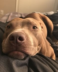 a brown dog laying on top of a bed