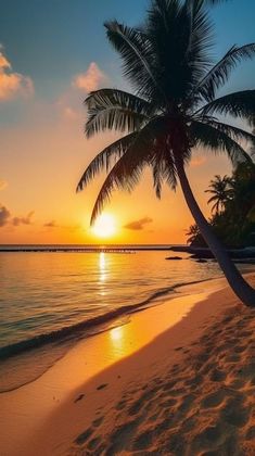 a palm tree on the beach at sunset