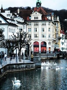 several white swans swimming in the water next to some buildings and people walking on the sidewalk