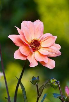 a large pink flower sitting on top of a lush green field