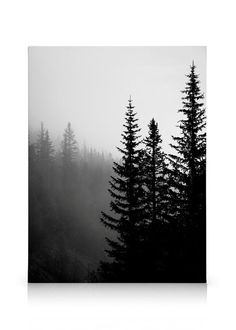 black and white photograph of pine trees in the foggy forest on an overcast day