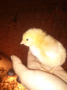 a person holding a small yellow chicken in their hand