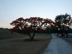 a tree in the middle of a dirt road